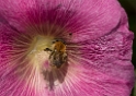 4711 Blume _KA70458-1 Kopie